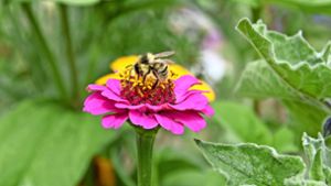 Auch Blumen in Privatgärten helfen den Bienen auf den Fildern im Überlebenskampf. Foto: Alexandra Kratz