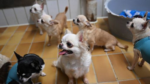 Gerettete Chihuahuas aus einem Fall von „Animal Hoarding“ sind im Tierheim Stuttgart untergebracht. Foto: dpa/Bernd Weißbrod
