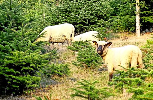 Das Gras zwischen den Tannen muss übers Jahr kurz gehalten werden – in Berghaupten erledigen Schafe aus England diesen Job. Foto: Armbruster