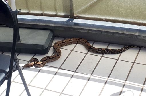 Diese ein Meter lange Schlange hatte es sich auf dem Balkon des 53-Jährigen gemütlich gemacht. Foto: Polizeipräsidium Südhessen