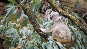 Aero sitzt erstmals im Außenbereich der Australienwelt und frisst vom dortigen Eukalyptusbaum zur Freude der Botaniker. Foto: Lichtgut/Max Kovalenko