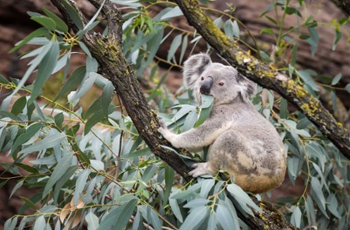 Aero sitzt erstmals im Außenbereich der Australienwelt und frisst vom dortigen Eukalyptusbaum zur Freude der Botaniker. Foto: Lichtgut/Max Kovalenko