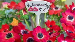 Für viele Paare ist der Valentinstag am 14. Februar eine Erinnerung, sich mehr um ihre Beziehung zu kümmern. Foto: Patrick Pleul/dpa