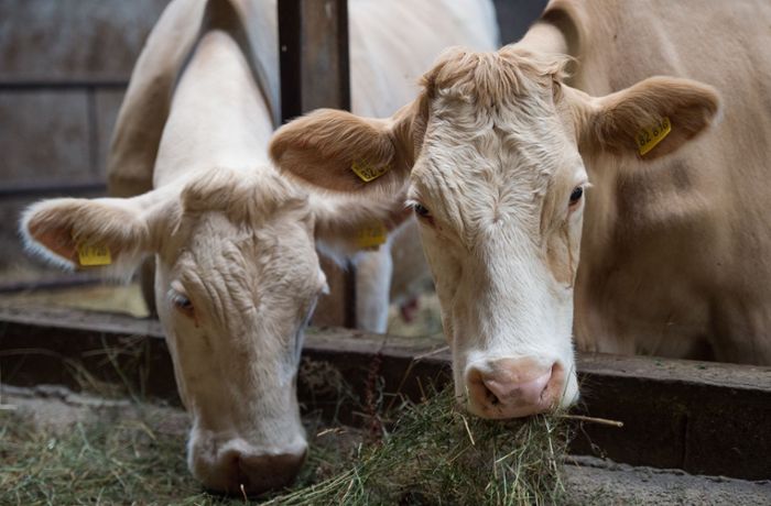 Unfall in Bayern: Landwirt von Kuh zu Tode gequetscht