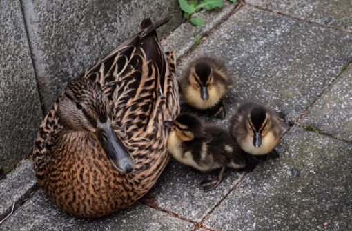 Die Entenmutter und ihre drei Küken konnten geborgen werden. Foto: 7aktuell.de