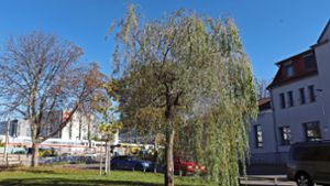 Die vor etwa fünfeinhalb Jahren gepflanzte Trauerweide in der Nähe des Feuerbacher Bahnhofs soll entfernt werden. Ein junger Baum soll nachgepflanzt werden. Foto: Georg Friedel