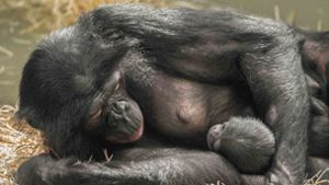 Das Foto zeigt Bonobo-Weibchen Huenda mit ihrem Sohn Okelo kurz nach der Geburt. Foto: Kristina Wegener