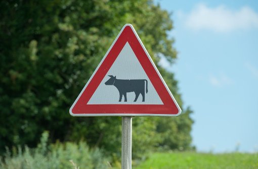 Auch Kühen machen der Wintereinbruch und rutschige Straßen zu schaffen. Foto: dpa