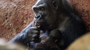 Die Gorilla-Dame Kijivu kümmert sich um ihr Kind. Foto: Vondrou Roman/CTK/dpa