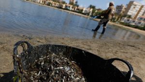 Das Fischsterben erreicht im Mar Menor einen traurigen Höhepunkt. Foto: dpa/Edu Botella