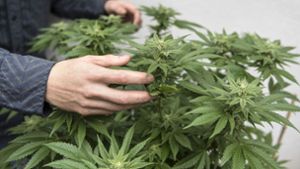 Eine Cannabis-Pflanze steht in einem Hinterhof – in Deutschland ist der Besitz und Konsum der Droge illegal (Symbolbild). Foto: dpa