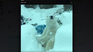 Dieser Eisbär genießt sichtlich seinen Ausflug in den Schnee. Foto: Screenshot Facebook / @oregonzoo