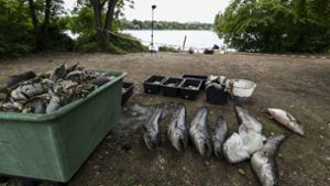 Bilder, die sich nicht wiederholen dürfen: Fischkadaver am Max-Eyth See. Foto: Lichtgut/Leif Piechowski