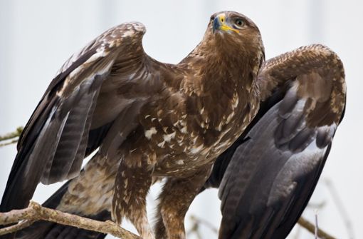 Die Adler verursachten  teure Roaminggebühren. (Symbolfoto) Foto: dpa/Patrick Pleul