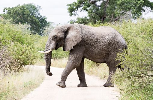 Elefanten stehen häufig im Fokus von Großwildjägern. Foto: dpa-tmn