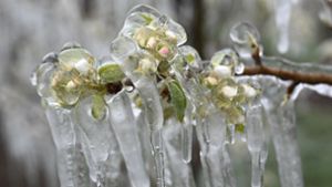 Eis umhüllt die Blüten in einer Obstplantage im baden-württembergischen Liebenau. Anfang April hatten Obstbauern über Nacht  die Blüten mit künstlichem Dauerregen benässt. Durch die Kälte entstand das Eis, das die Blüten umhüllt. Es schützt die Blüten vor dem Absterben. Foto: dpa/Felix Kästle