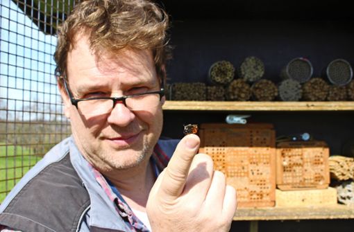 Die Gehörnte Mauerbiene sei besonders friedfertig, sagt der Insektenfreund Andreas Steck. Foto: Caroline Holowiecki