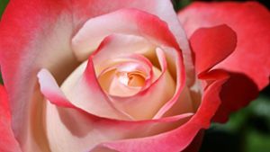 50 Rosen hat ein Dieb im Kreis Ravensburg von einem Grab geklaut (Symbolbild). Foto: imago images/Shotshop/Norman Krauß