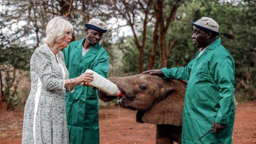 Königin Camilla füttert einen Baby-Elefanten. Foto: AFP/LUIS TATO