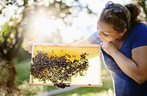 Katrin Faiß und eine Wabe mit Bienen. Foto: Anne Dörr