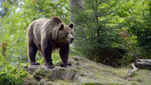 In Bayern wurden Spuren eines Braunbären entdeckt. Foto: IMAGO/R. Kistowski/wunderbare-Erde
