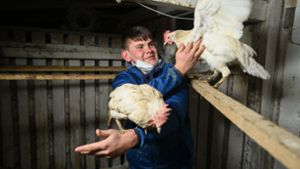 Der 17-Jährige Nic Dilger aus Tettnang steht in seinem Hühnerstall und kümmert sich um die Hühner, die er aufgenommen hat. Foto: dpa/Felix Kästle