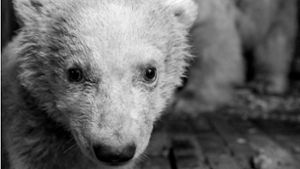 Das Foto zeigt Eisbär Fritz letzte Woche im Berliner Tierpark. (Archivfoto) Foto: dpa/Tierpark Berlin