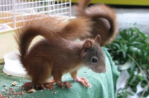 Im Wintergarten einer Fellbacher Tierarzt-Familie haben sich die Eichhörnchen häuslich eingerichtet. Foto: Gabriele Lindenberg