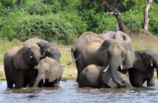 Elefanten trinken Wasser im Chobe-Nationalpark. Foto: dpa
