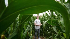 Lukas Weiß braucht im Maislabyrinth keine Karte: Er kennt sich in dem grüngelben Irrgarten aus wie in seiner Westentasche. Foto: Simon Granville