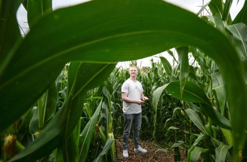 Lukas Weiß braucht im Maislabyrinth keine Karte: Er kennt sich in dem grüngelben Irrgarten aus wie in seiner Westentasche. Foto: Simon Granville