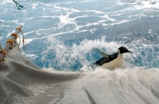 Bevor sich Happy Feet von einem Schiff aus  auf die Rückreise in die Antarktis gemacht hat, wurde der Kaiserpinguin mit einem Sender ausgestattet. Seit Freitag sind die Signale ausgeblieben. Foto: dpa