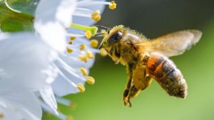 Bienen sind lebenswichtig für unser Ökosystem. Foto: dpa