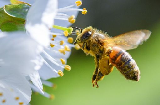 Bienen sind lebenswichtig für unser Ökosystem. Foto: dpa