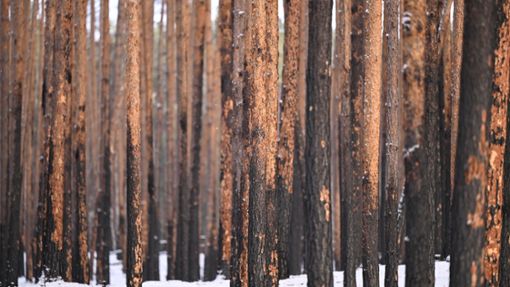 Durch einen Brand geschädigte Kiefern stehen im Landeswald Seddin. Foto: Monika Skolimowska/dpa