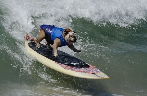 Dies ist ein tierischer Teilnehmer des jährlichen Hunde-Surf-Wettbewerbs in Huntington Beach, Kalifornien Foto: AFP/Mark Ralston