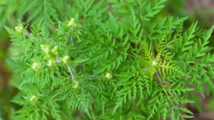 Die Ambrosia-Pflanze als der Allergie-Auslöser schlechthin. Ihre Pollen können  Heuschnupfen, Bindehautentzündungen oder gar Asthma auslösen, heißt es bei der Landesanstalt für Umwelt, Messungen und Naturschutz (LUBW) Foto: dpa-Zentralbild