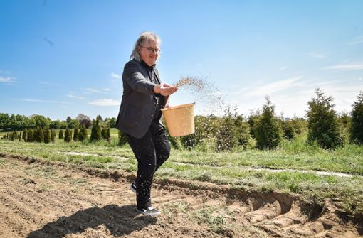 Bürgermeister Peter  Pätzold streut Samen auf das Feld. Foto:  