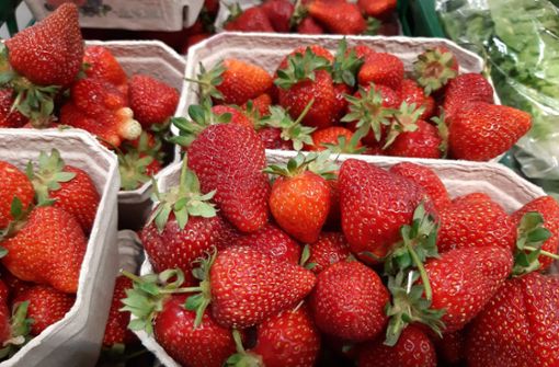 Erdbeeren wie man sie kennt: wunderschön rot mit grünem Haupt. Auf TikTok sind nun kurze Clips aufgetaucht, die zeigen, dass viele der Früchte von kleinen Tierchen befallen sind. Foto: imago images