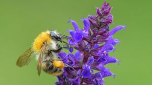 Das Insektensterben ist allgegenwärtig – auch  Bienen sind bedroht. Foto: dpa/Patrick Pleul