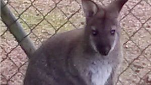 Das kleine Känguru aus Cham ist wieder zu Hause. Foto: dpa
