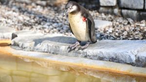 In Mannheim wurde ein junger Humboldt-Pinguin aus einem Tiergehege gestohlen. Foto: dpa