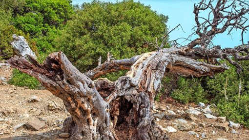 Verdorrter Olivenbaum in Italien. Foto: Celt Studi