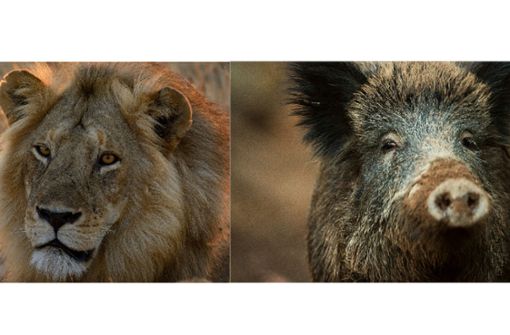 Sehen sich (fast) zum Verwechseln ähnlich: Afrikanischer Löwe und Europäisches Wildschwein. Foto: Roger De La Harpe/Asilia Afrika/dpa/picture alliance / Lino Mirgeler/dpa