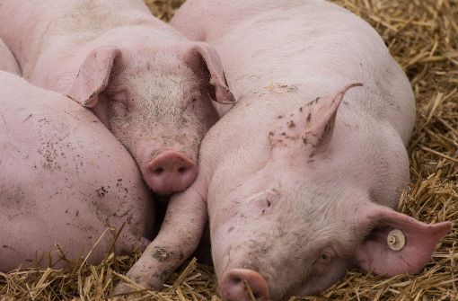 Ein mit 480 Schweinen beladener Viehtransporter ist am Dienstag im nordrhein-westfälischen Kalkar-Kehrrum verunglückt. (Symbolbild) Foto: dpa