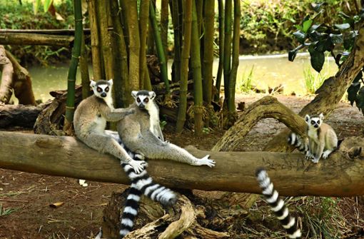 Dass Madagaskar seit 90 Millionen Jahren  vom Festland getrennt ist, bescherte der Insel eine ganz eigene Flora und Fauna. Darunter auch 100 verschiedene Arten von Lemuren. Foto: Simon Rilling