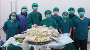Die 25-jährige Schildkrötendame wurde sechs Stunden lang von fünf Tierärzten operiert. Das Ergebnis: 915 Münzen und ein gesundes Tier. Foto: Chulalongkorn University, Bangko