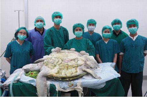 Die 25-jährige Schildkrötendame wurde sechs Stunden lang von fünf Tierärzten operiert. Das Ergebnis: 915 Münzen und ein gesundes Tier. Foto: Chulalongkorn University, Bangko