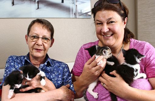 Bärbel Scheib-Wanner (links) und Isabell Thaidigsmann haben  mit den Babykatzen alle Hände voll zu tun Foto: Holowiecki