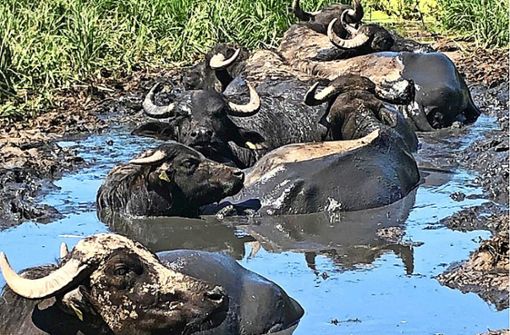 Die Wasserbüffel baden in vorgefertigten Löchern. Foto: Nature-Life